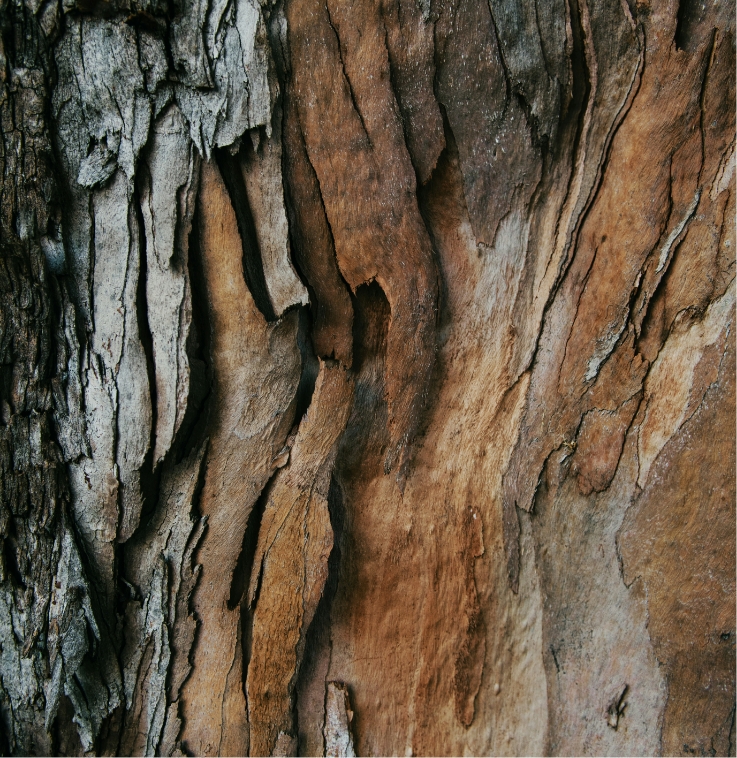Embrace by Nature