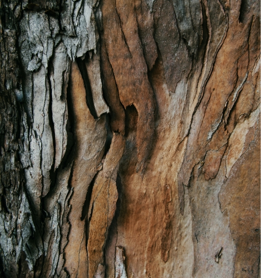 Embrace by Nature
