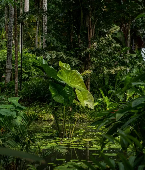 Nature elephant ear