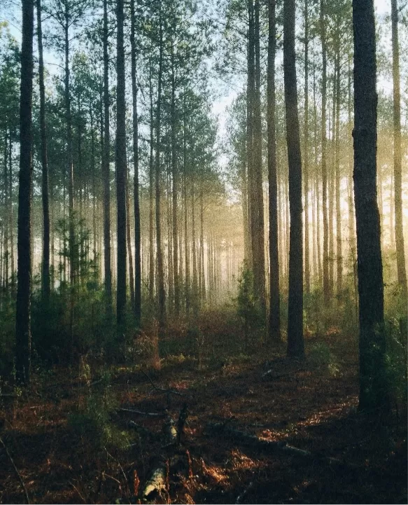 Nature pine trees