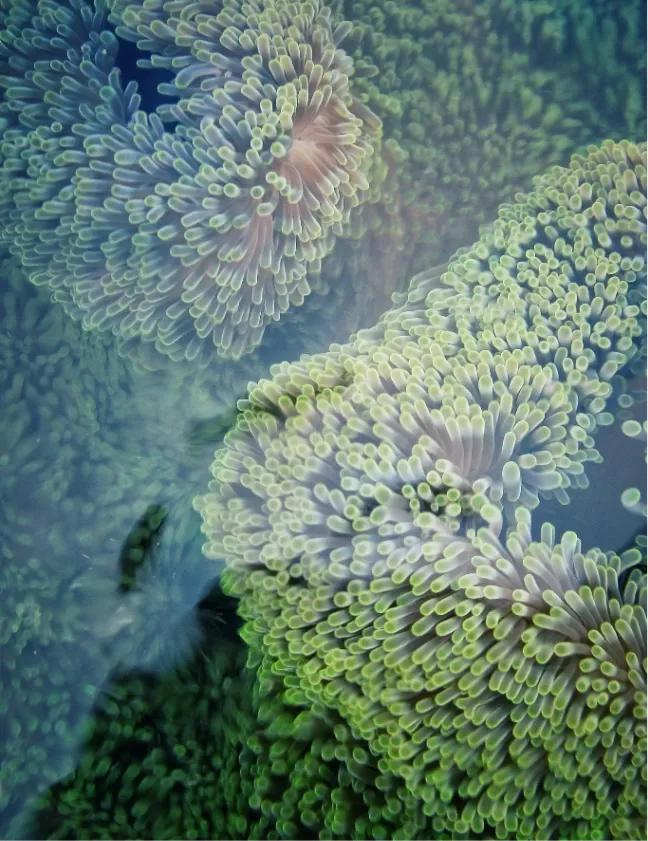 Nature sea flora