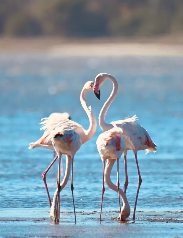 Flamingos — Bird Species