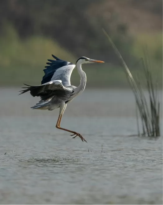Grey Heron — Bird Species