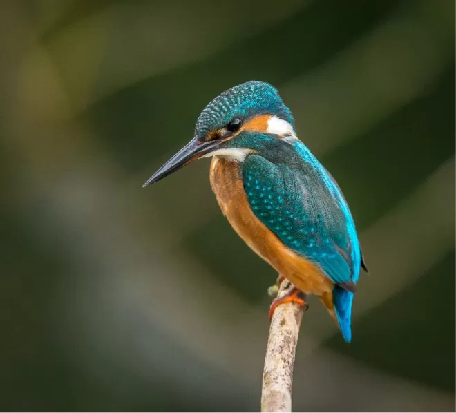 Common Kingfisher — Bird Species