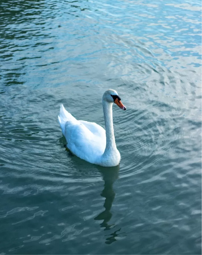 Swans — Bird Species