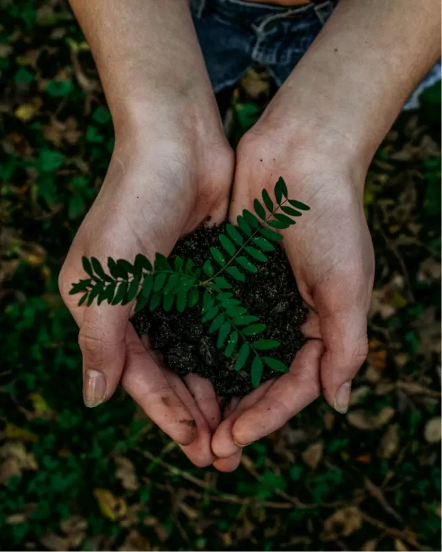 Westlake Sustainability Seedling Energy