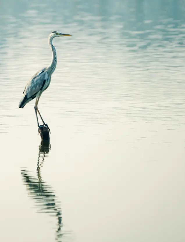 Living Westlake Resort Nature Crane