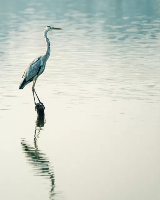 Living Westlake Resort Nature Crane