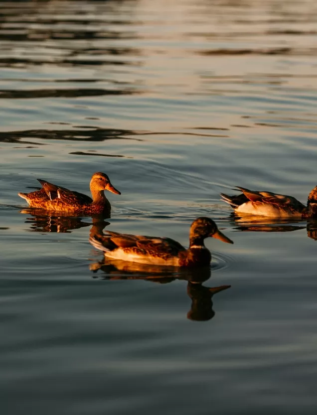 Living Westlake Resort Nature Ducks