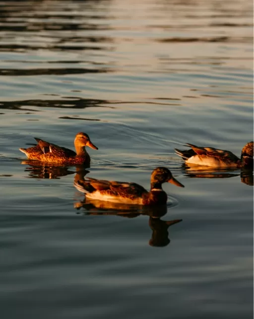 Living Westlake Resort Nature Ducks