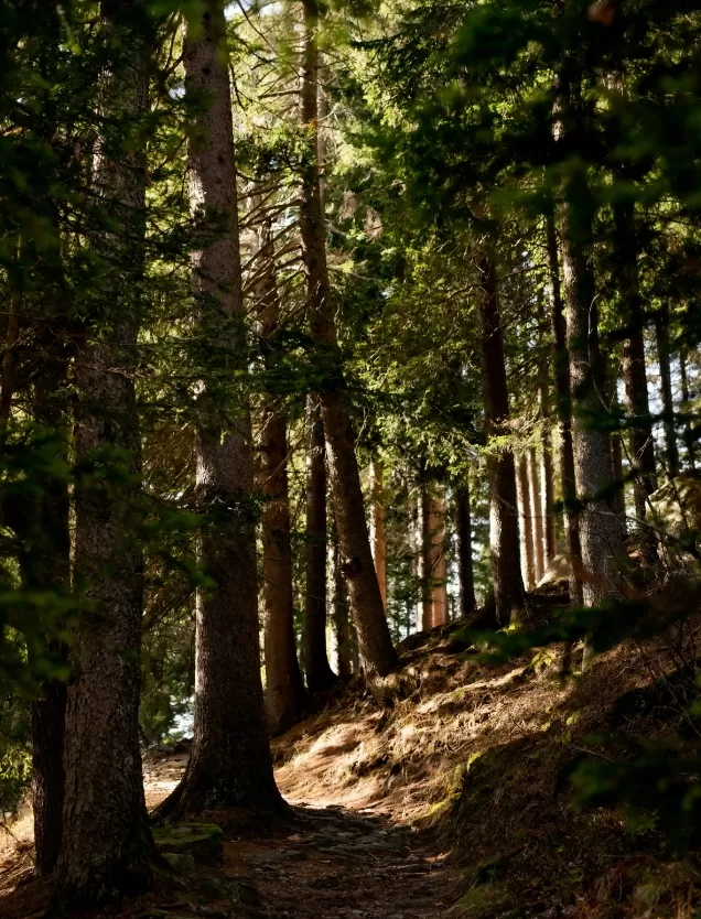 Living Westlake Resort Nature Forest