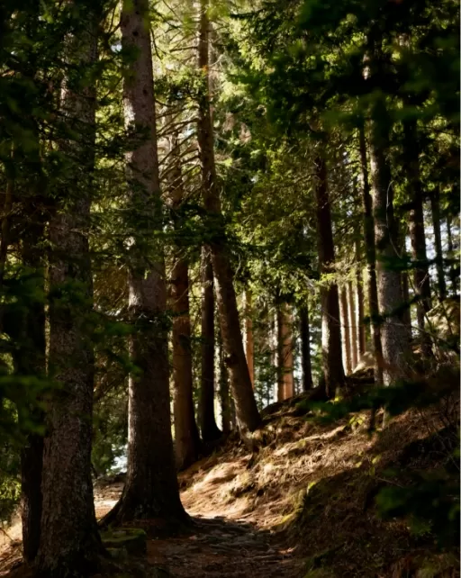 Living Westlake Resort Nature Forest