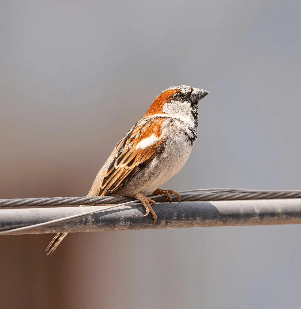 Sustainability bird