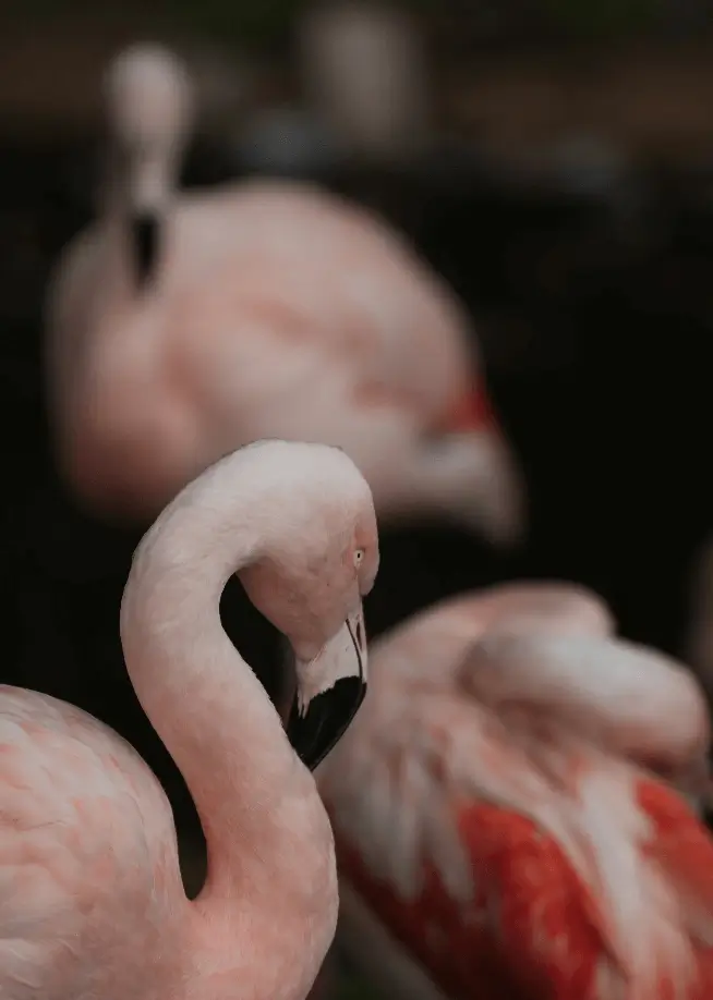 Wildlife Species