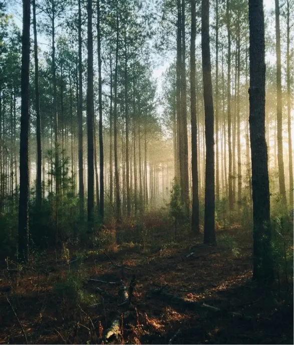 Pinewood Forest