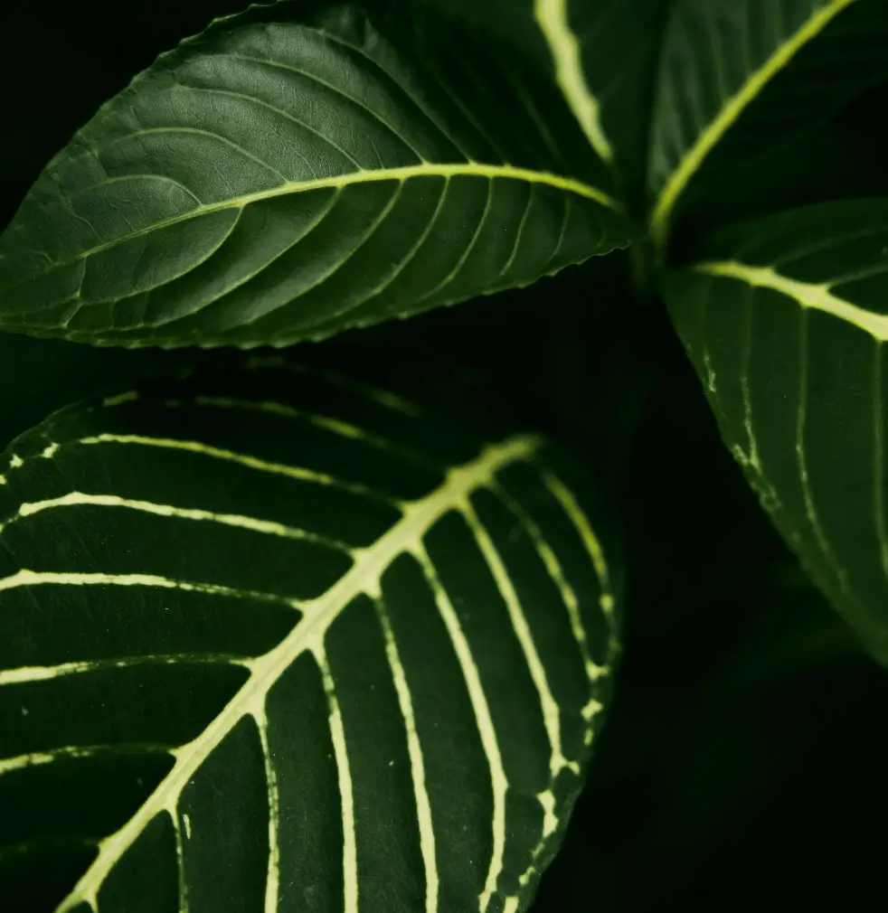Sustainability plant