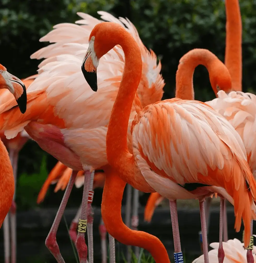 Sustainability birds