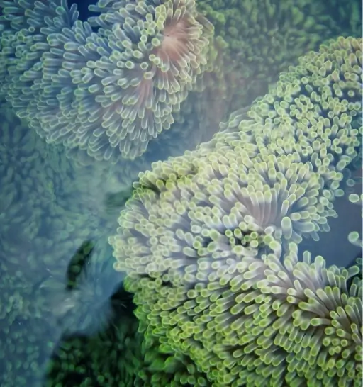 Sustainability plant