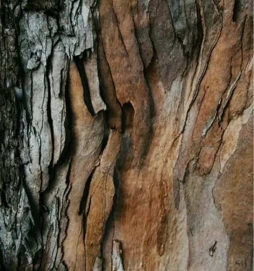 Embrace by Nature